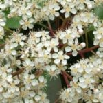 Neue Tradition: Verbandsgemeinde Weißenthurm und Ortsgemeinde Kettig krönen erstmals eine Blütenmajestät